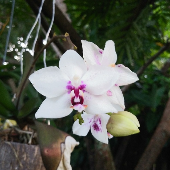 Meet your Posher, Tinnafurr - Picture 1 of 1